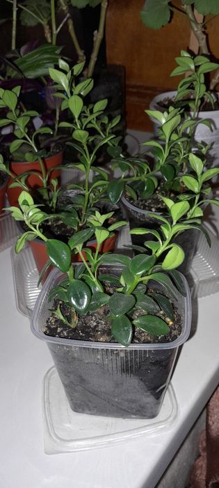 Цветы комнатные недорого. 1000т.