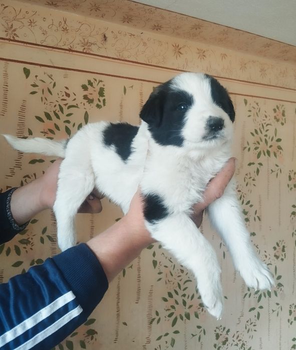 Mascul de Ciobanesc de Bucovina rasa pură cu pedigree tip A
