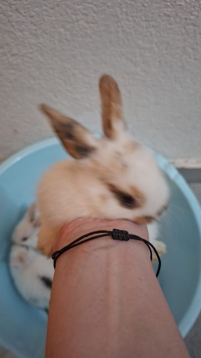Iepuri pitici pui