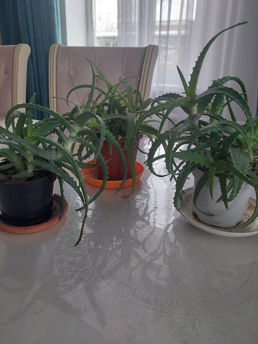 Алоэ  вера столетник