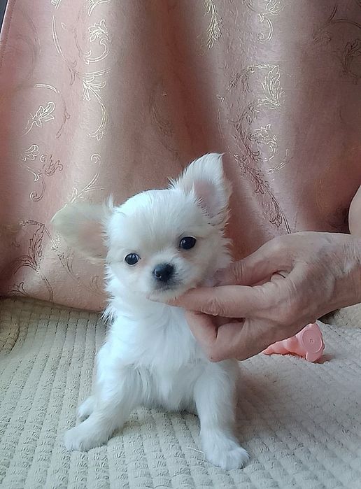 Чихуахуа щенок кобель