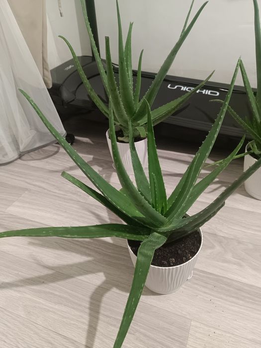 Продается 3 алое