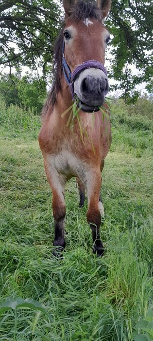 Cai de vinzare cirlana 1an și 3 lunii