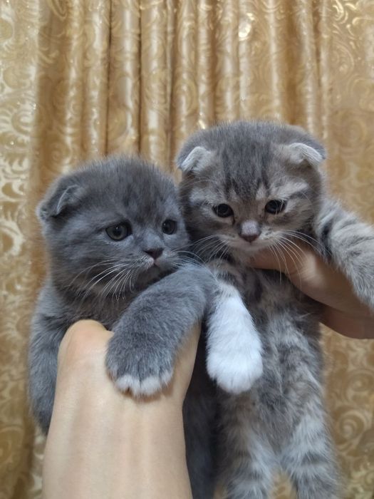 Котята вислоухие