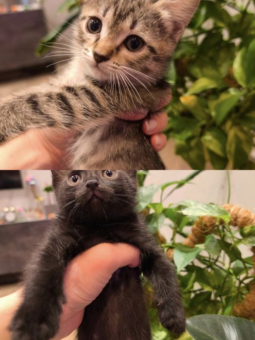 Отдам котиков/ котика в добрые руки