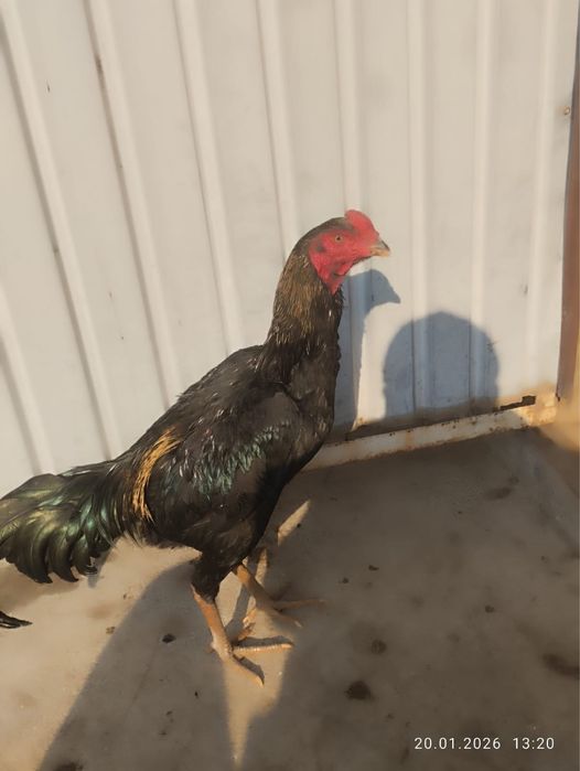 Дакан шөжелер 25000