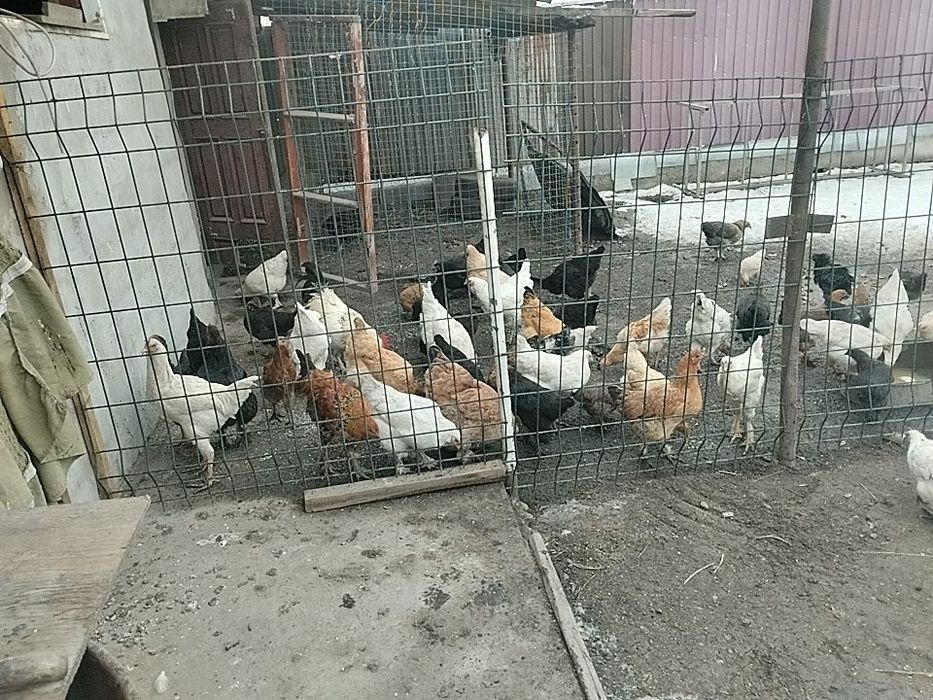 Продается домашние курицы