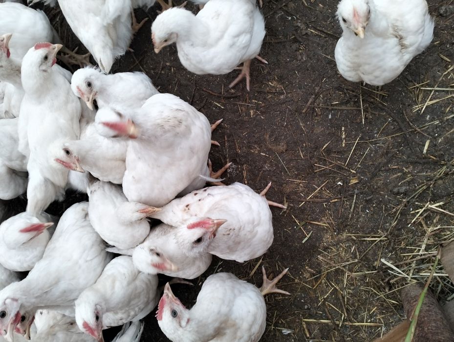 Vând pui Podari ...