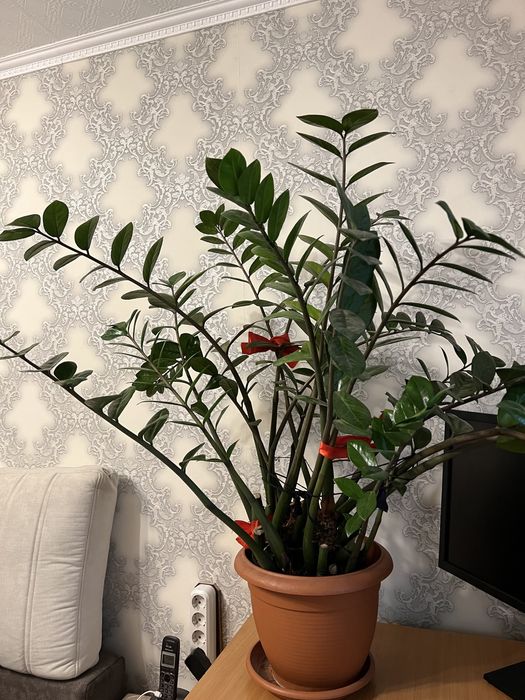 Долларовое дерево (Замиокулькас)