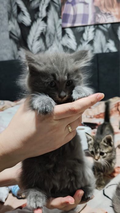 Котята в добрые руки