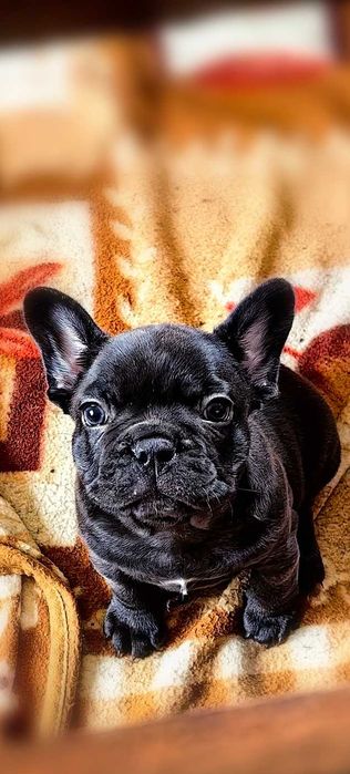 Френски булдог ,момчето и момиче.