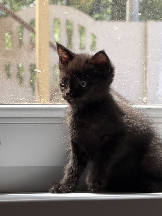 Ищет дом котёнок Уголёк!