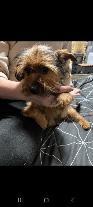 Yorkshire Terrier  Gold