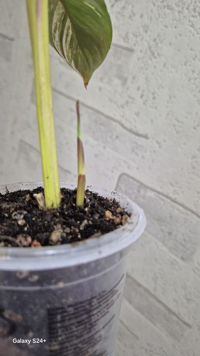 Альпиния вариегатная