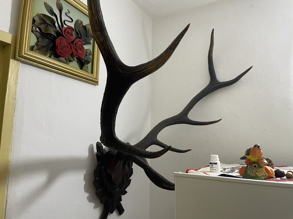 Coarne de cerb naturale