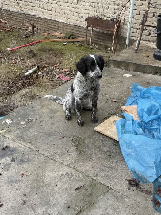 Собака испанель охотничий продоётся