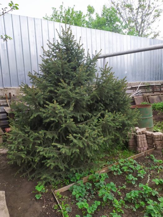 Продам Ель 3м пушистая
