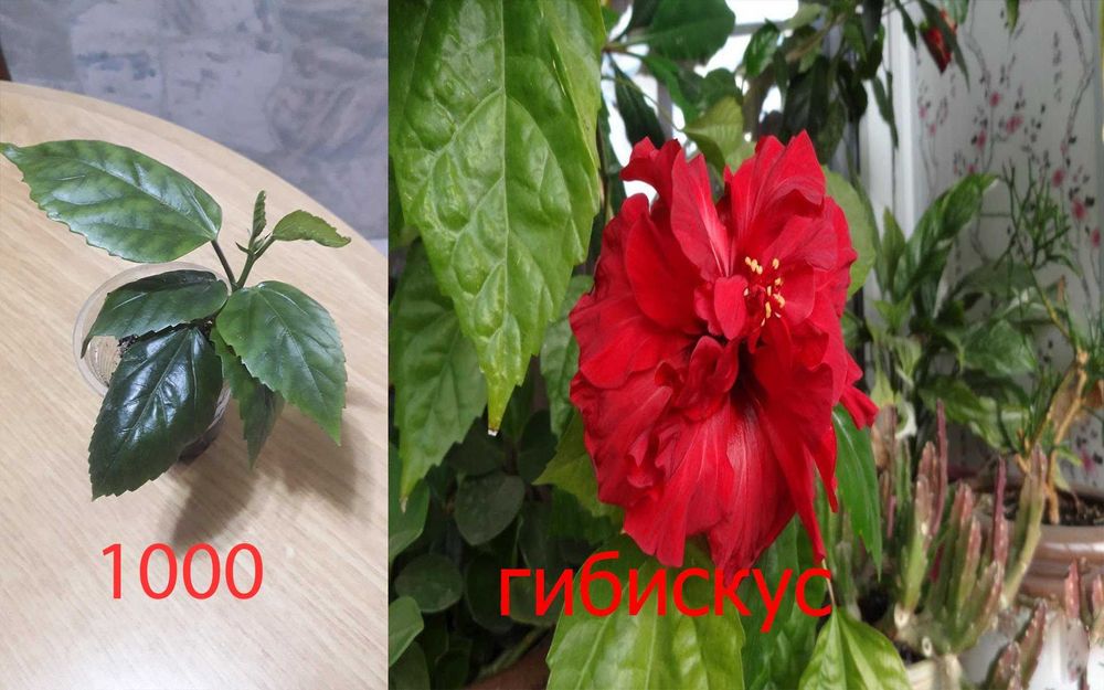 Комнатные  цветы