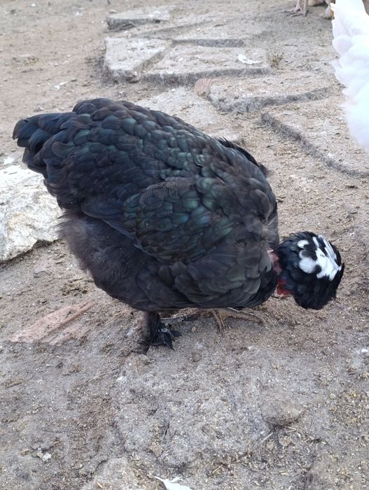 Яйца за люпене от светъл съсекс, голошийки и качулати