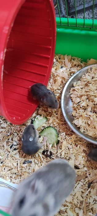 Vând hamster pitic