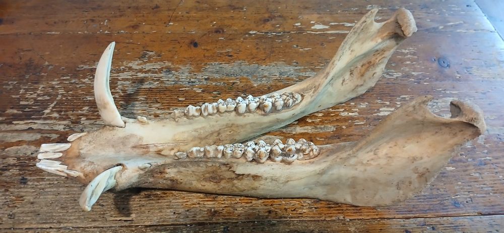 Ловен трофей от глиган