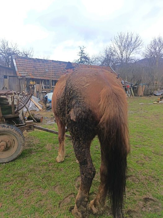 Vând cai cuminți mai multe detalii la telefon
