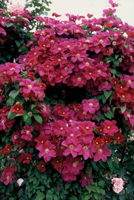 Клематис Руж кардинал и Лазурная звезда.