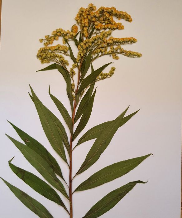 Систематичен хербарий