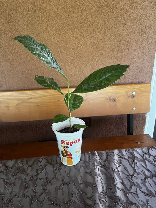 Дърво Японски мушмул