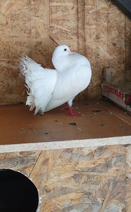 Porumbei Curcani/voltati