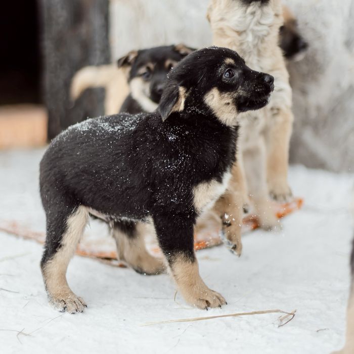 Отдаются щенки 4 месяца