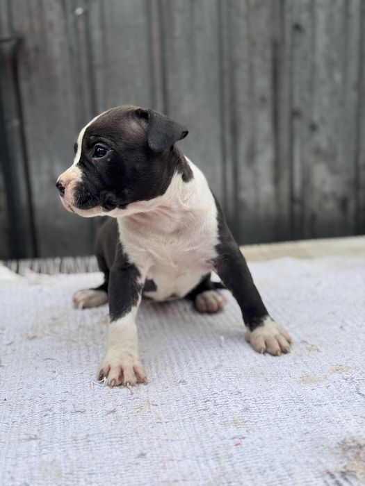 Femela amstaff rasa pura !