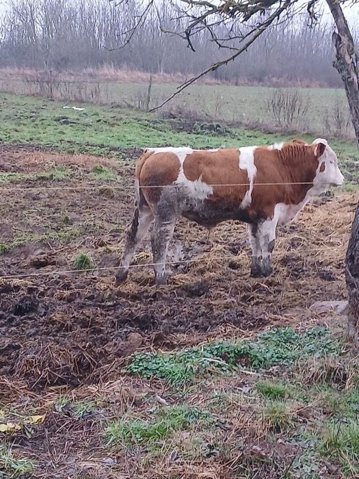 Vind  Tauras 5 luni xxxxxxxxxxxxxxxxxxxxxxxxxxxxxxxxxx