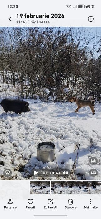 Ardelenesc laika&copoi