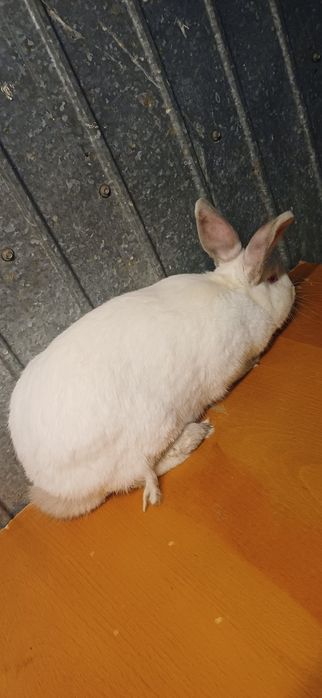 Mascul Uriaș Belgian disponibil