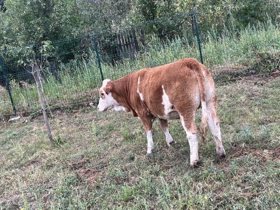 De vanzare juninca gestantă detali la nr de telefon 0751208474
