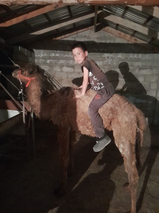 Тез арада Бота сатылады