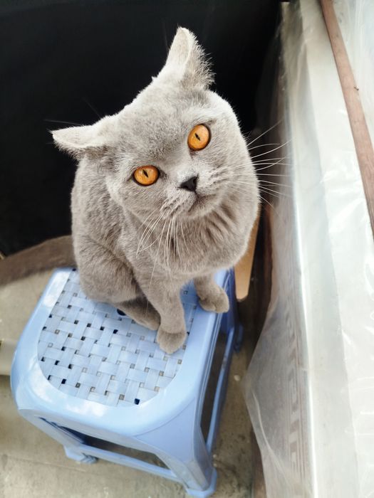 Yaxshi mushuk soğlom erkak