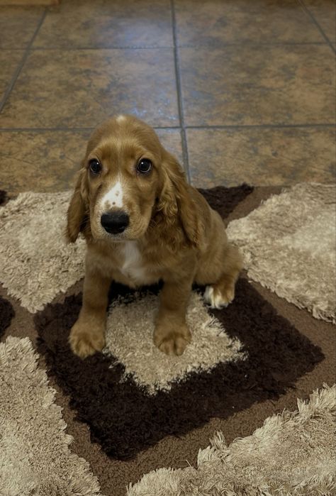 De vânzare Cocker Spaniel – 2 luni