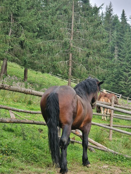 Vand manz de 1 an și 8 luni , pus de câteva ori la ham și la faiton .