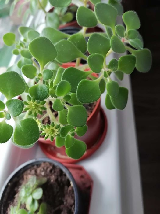 Дървото на парите в цъфтеж, Дебела Мара и красиво Восъче!