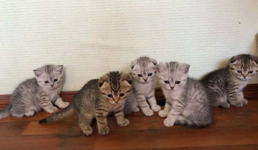 В Продаже Котята