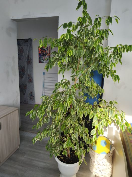 Продам комнатные цветы