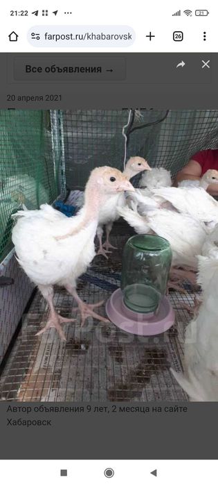 Индюшата БИГ6. (Франция). Big 6