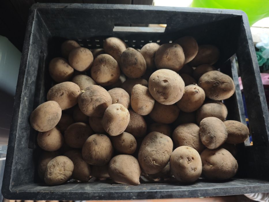 Продам домашний картофель