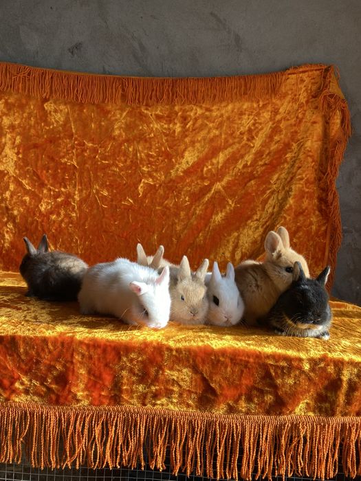 Karlik Dekarativniy quyon bollari