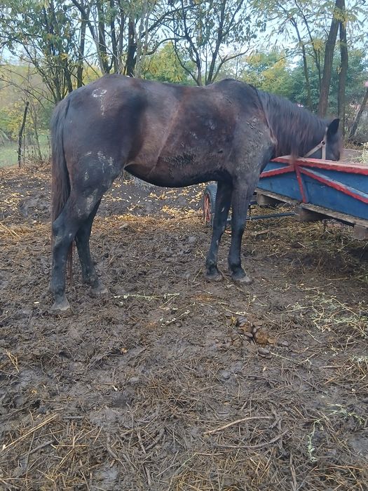 Vand iapa de 5 ani