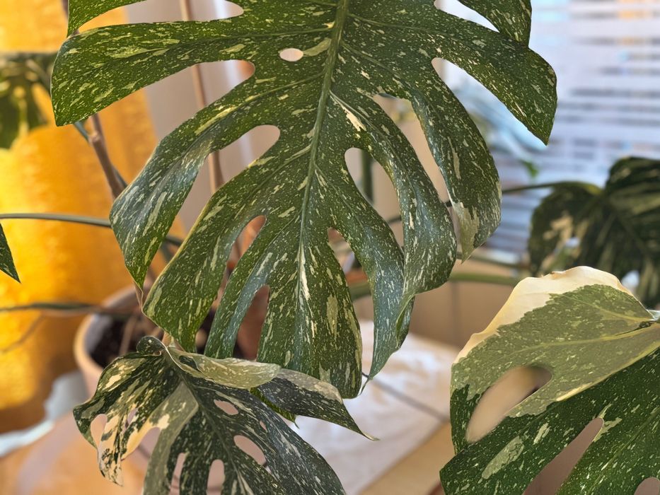 Рядко цвете голямо Monstera Deliciosa Thai Castellation