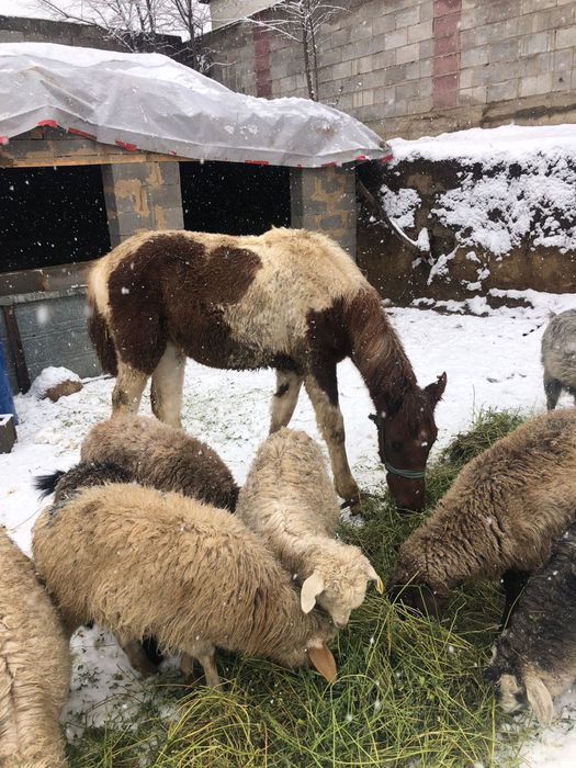 Тоқты, лақтар сатылады