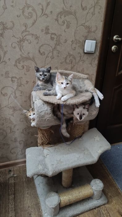 Кошечки в добрые руки